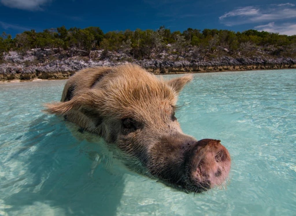 The Great Exuma Travel Guide: Bahamas Travel Recommendations