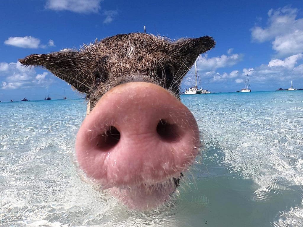 Pig Beach Bahamas Swimming Pigs